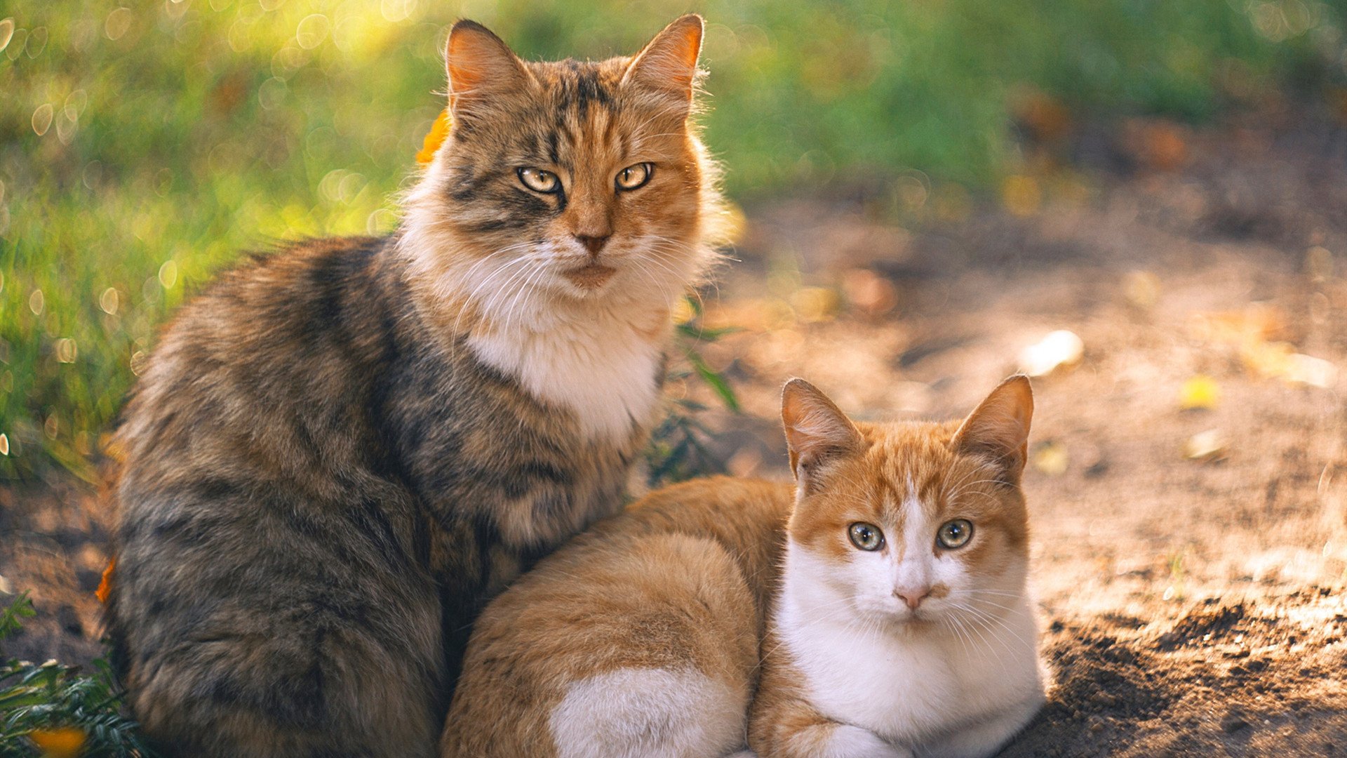 200米蝶泳决赛赫梅列夫斯基不负众望,200米蝶泳决赛视频回放